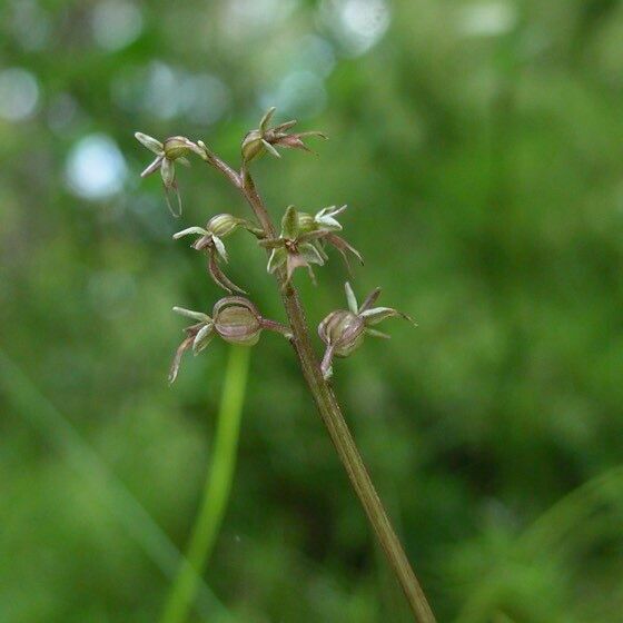 Neottia cordata Blüte