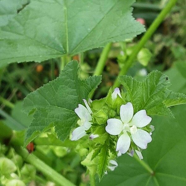 Malva parviflora Blüte