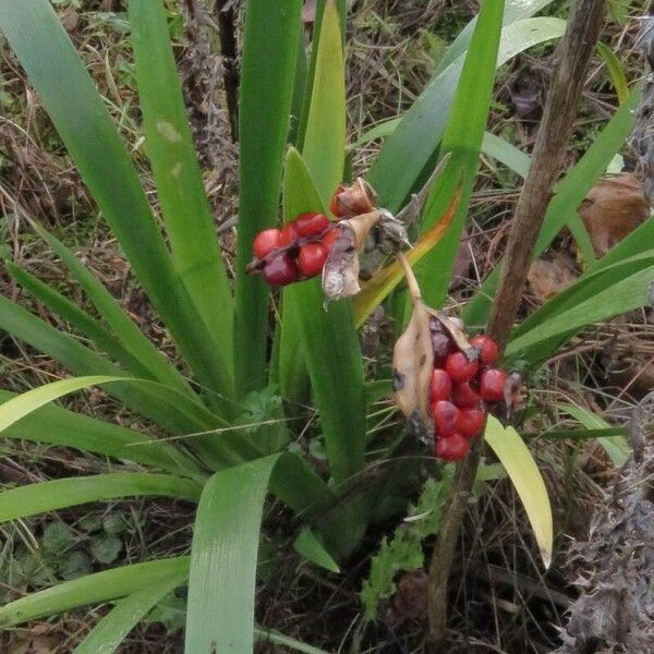 Iris foetidissima Flower