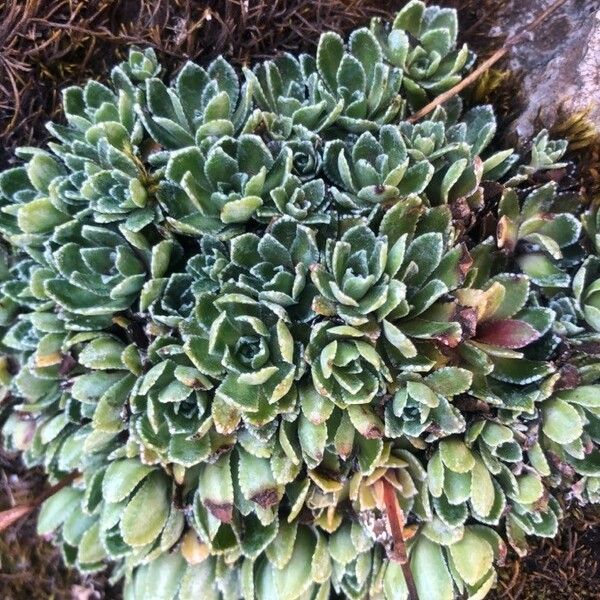 Saxifraga paniculata Leaf