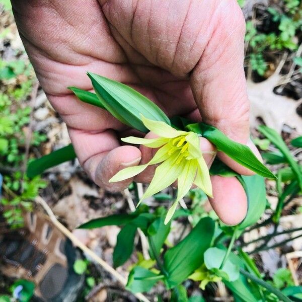 Uvularia grandiflora Blüte