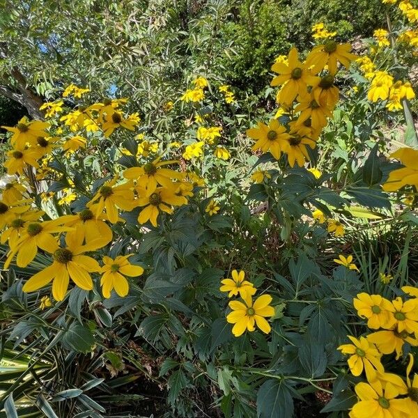 Rudbeckia nitida Інше