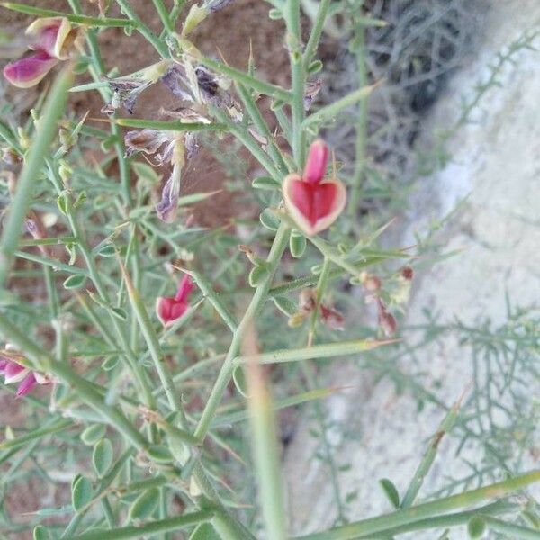 Alhagi maurorum Flower