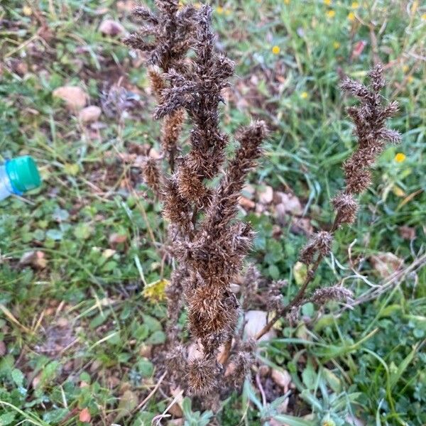 Amaranthus retroflexus Fruit