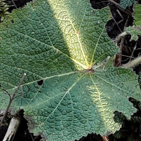 Alcea biennis Leaf