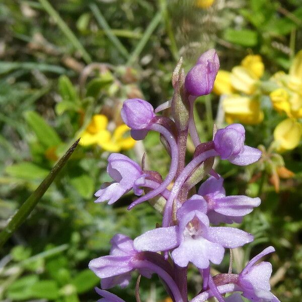 Gymnadenia conopsea Blomst