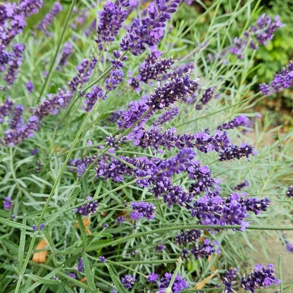 Lavandula angustifolia Habit