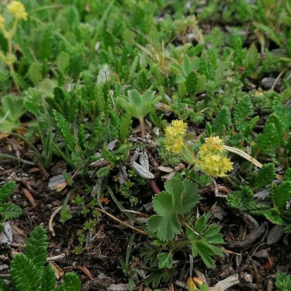 Alchemilla fissa 整株植物