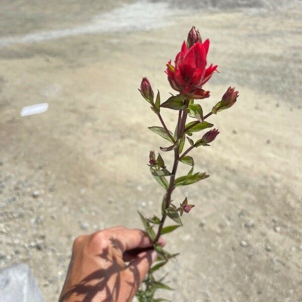 Castilleja parviflora Květ