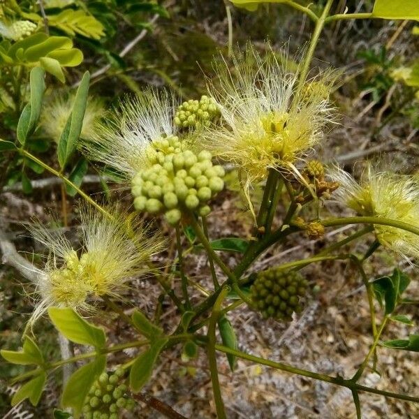 Albizia lebbeck Λουλούδι