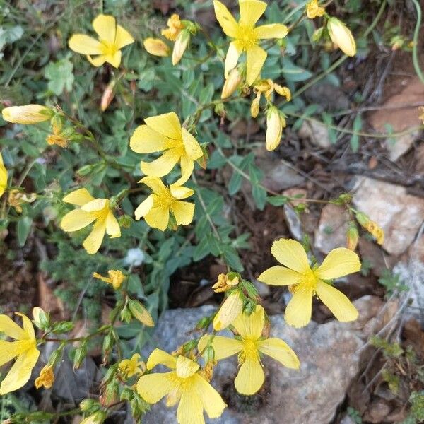 Hypericum annulatum Žiedas