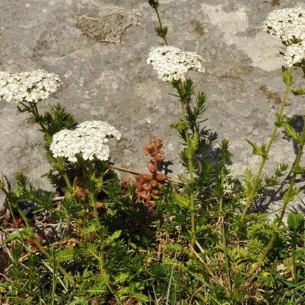 Achillea virescens Fiore