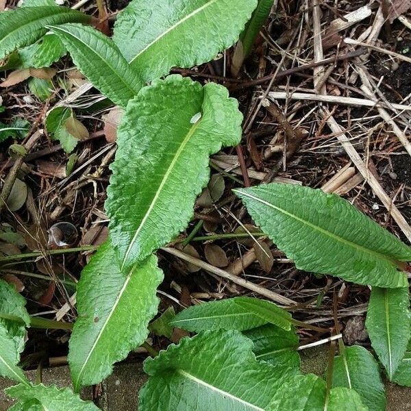 Dipsacus sativus Foglia