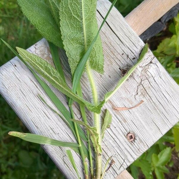 Eupatorium perfoliatum Vekstform