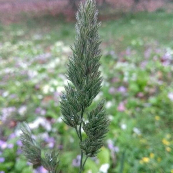 Dactylis glomerata Flower