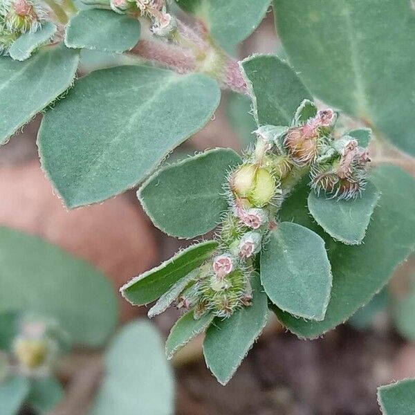 Euphorbia prostrata Ffrwyth