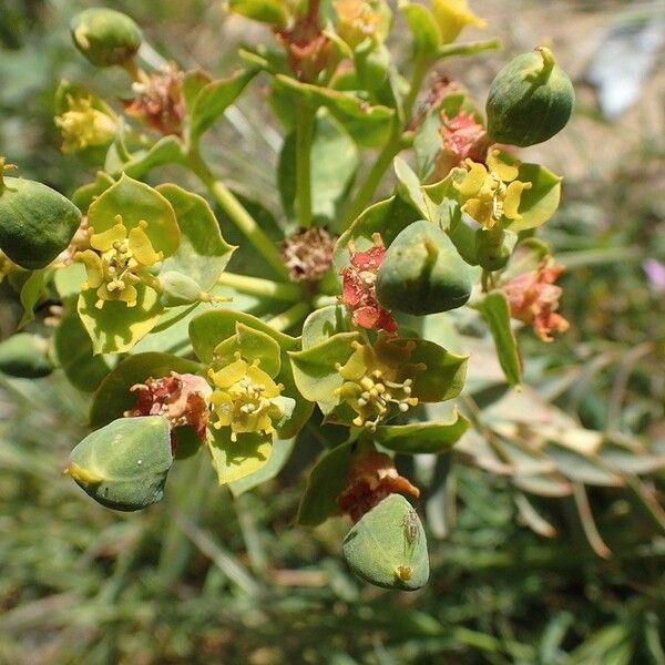 Euphorbia cassia