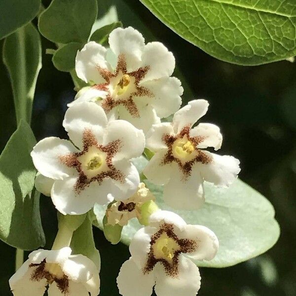 Schrebera alata Blüte