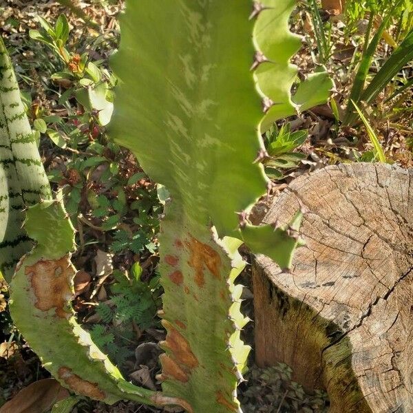 Euphorbia triangularis Leaf