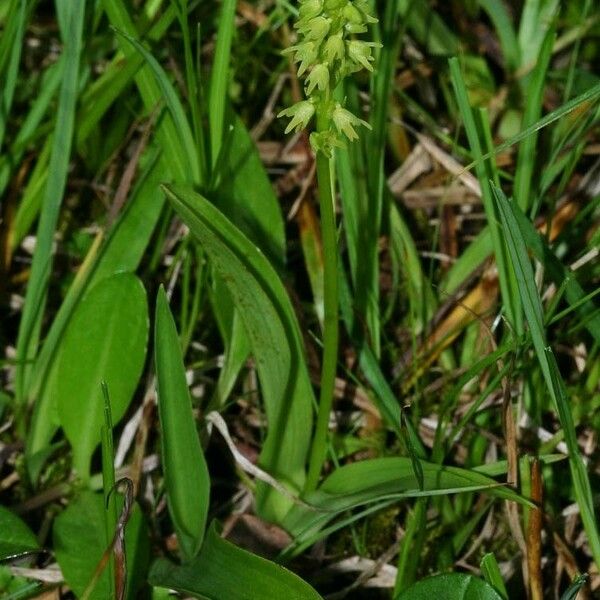 Herminium monorchis Habit