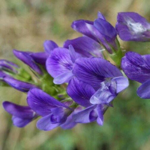 Medicago sativa Flors