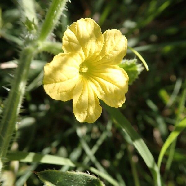 Cucumis engleri 花