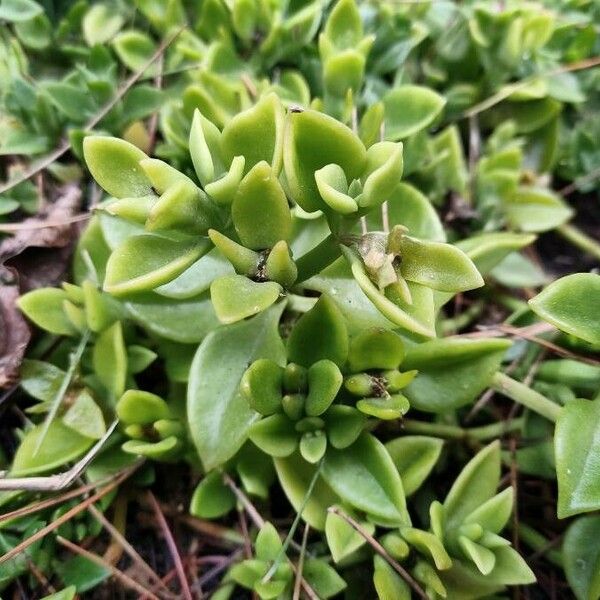 Aptenia cordifolia Yaprak