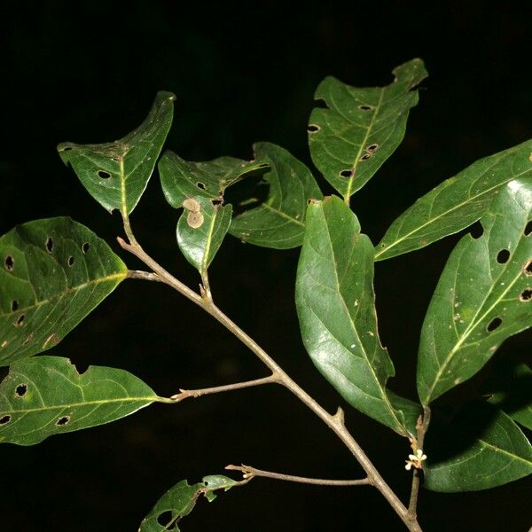 Ocotea cinerea Blad