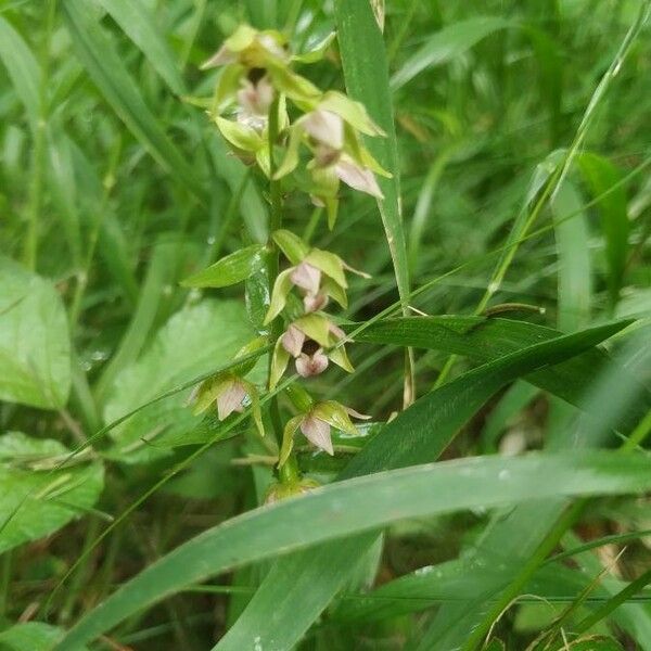 Epipactis helleborine Virág