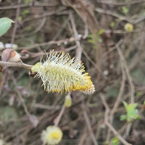 Salix atrocinerea Λουλούδι
