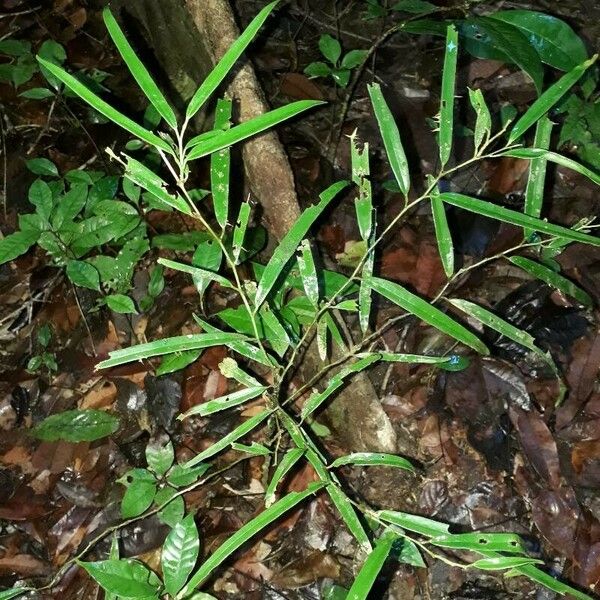 Ocotea fasciculata Lapas