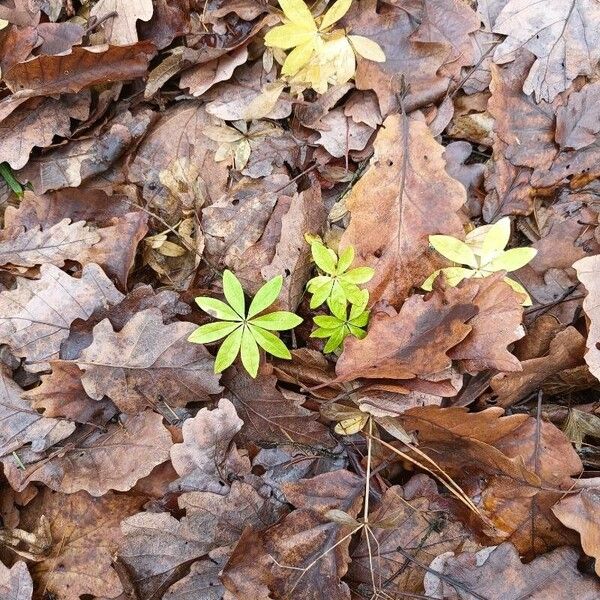 Galium odoratum 葉