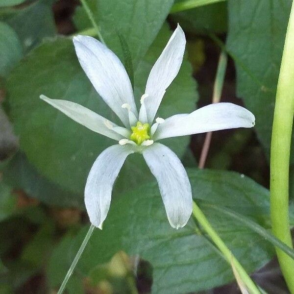 Ornithogalum umbellatum Λουλούδι