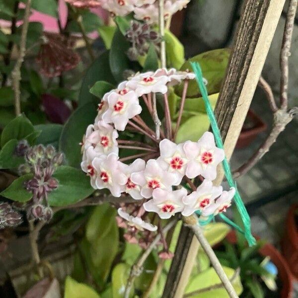 Hoya lacunosa 花