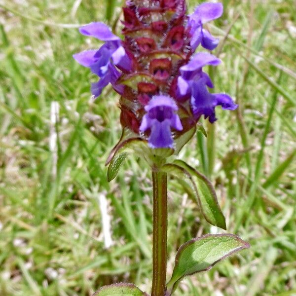 Prunella vulgaris Květ