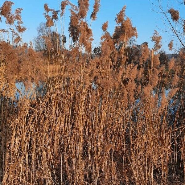 Phragmites australis Habitus