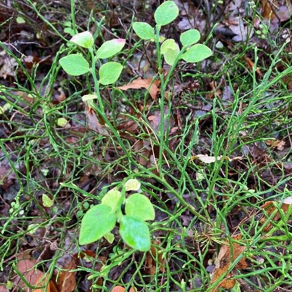 Vaccinium myrtillus Прочее