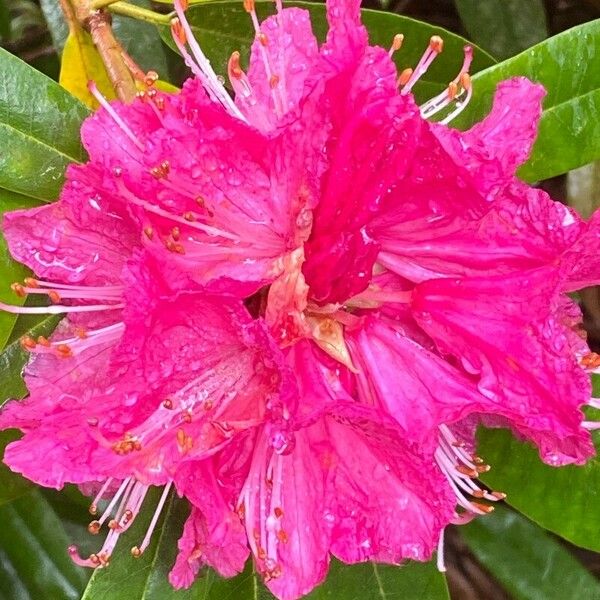 Rhododendron arboreum Žiedas