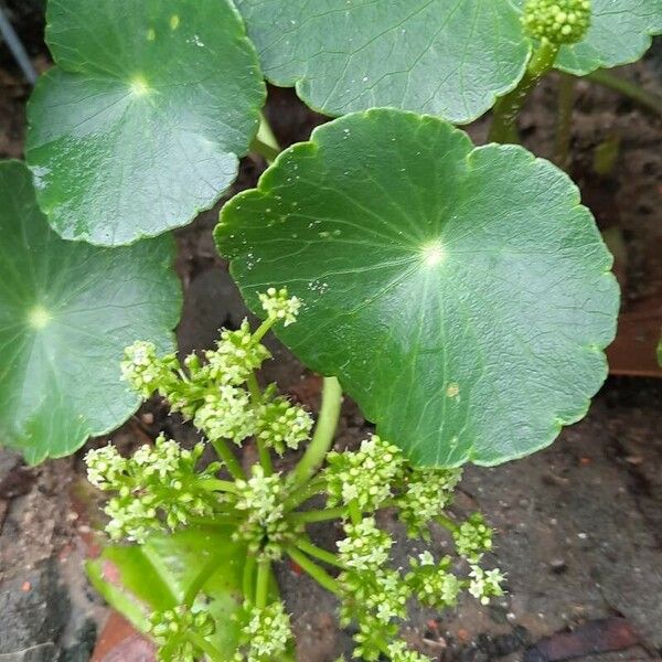 Hydrocotyle bonariensis Lapas