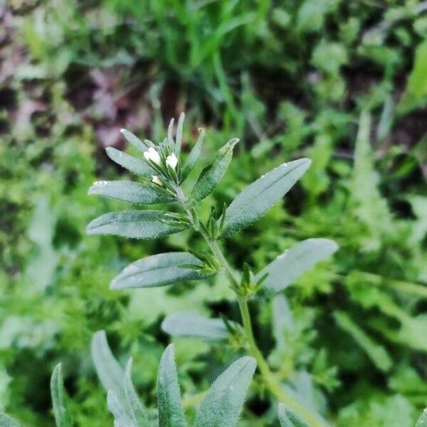 Buglossoides arvensis Folio