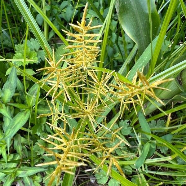 Cyperus esculentus Flor