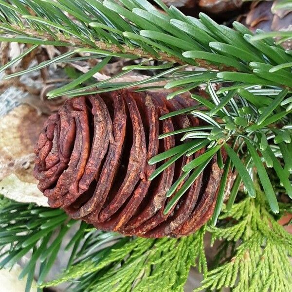 Abies nordmanniana Frukto