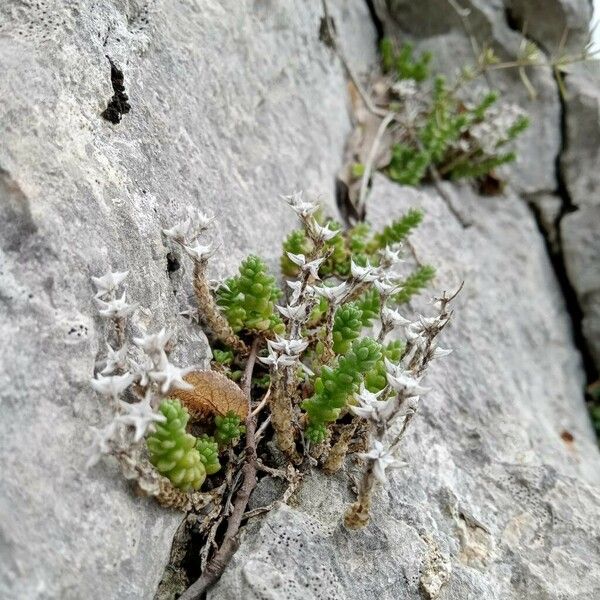 Sedum acre Habitatea