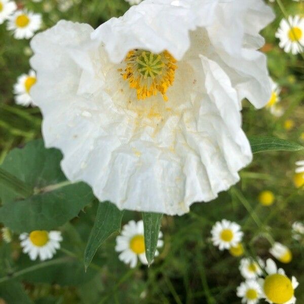 Argemone albiflora Flower