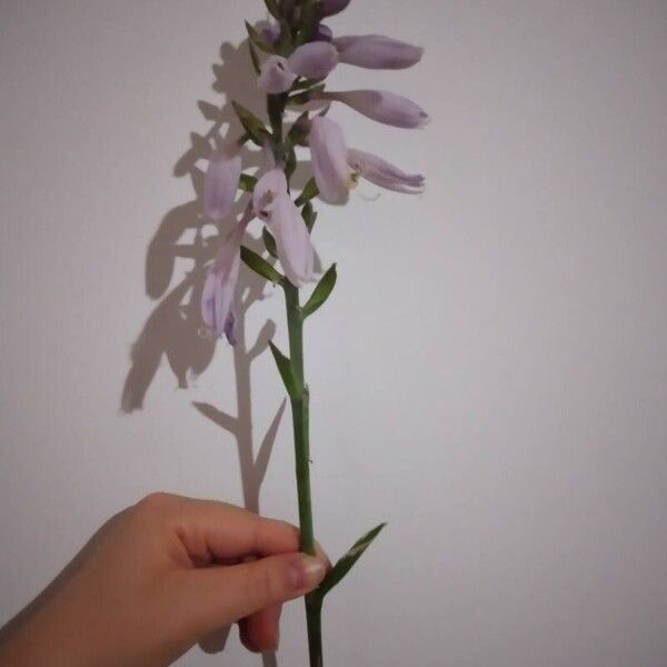 Hosta plantaginea Flower