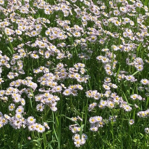 Erigeron glabellus 花