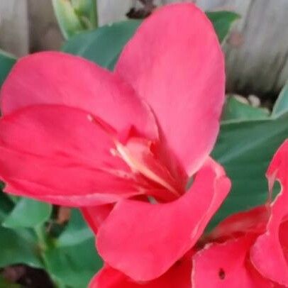 Canna × hybrida Õis