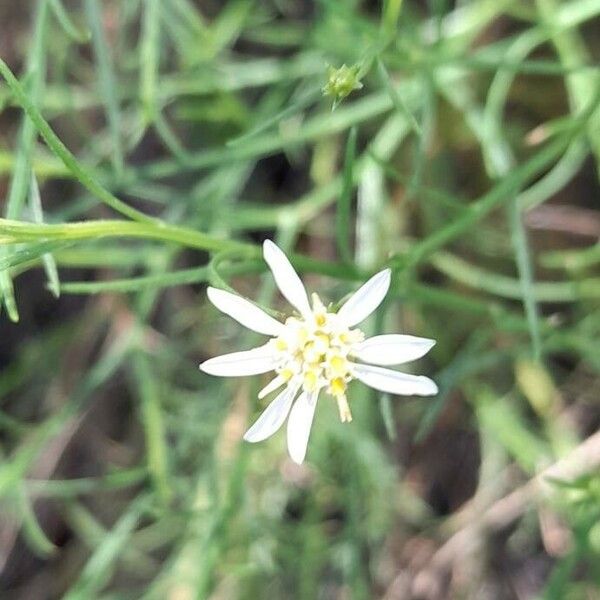 Symphyotrichum subulatum 花