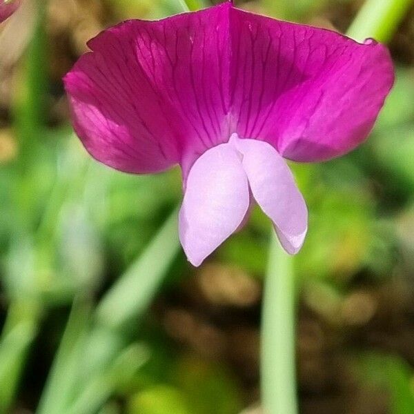 Lathyrus hirsutus Cvet