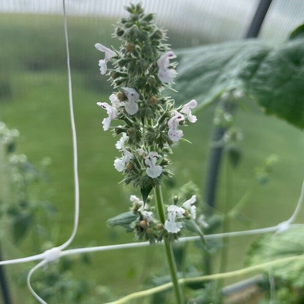 Nepeta cataria Fleur